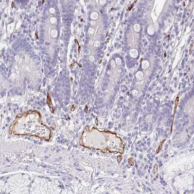 Immunohistochemistry-Paraffin: EHD4 Antibody [NBP2-33665] - Staining of human duodenum shows strong positivity in endothelial cells.