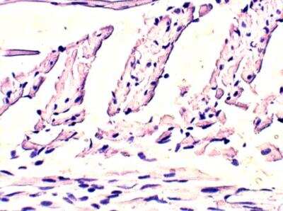 Immunohistochemistry-Paraffin: EHD4 Antibody [NBP3-12301] - Rat heart. 1:100 dilution in IHC blocking buffer. DAB (brown) staining and Hematoxylin QS (blue) counterstain. 40X magnification.