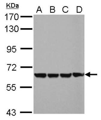 Western Blot: EHD4 Antibody [NBP2-16287] - Sample (30 ug of whole cell lysate) A: 293T B: A431 C: HeLa D: HepG2 7. 5% SDS PAGE gel, diluted at 1:1000.