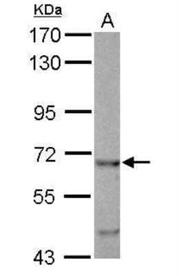Western Blot: EHD4 Antibody [NBP2-16288] - Sample (30 ug of whole cell lysate)  A: HCT116 7.5% SDS PAGE  diluted at 1:1000. 
