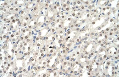 Immunohistochemistry: EHF Antibody [NBP3-10533] - Immunohistochemical analysis of human kidney.