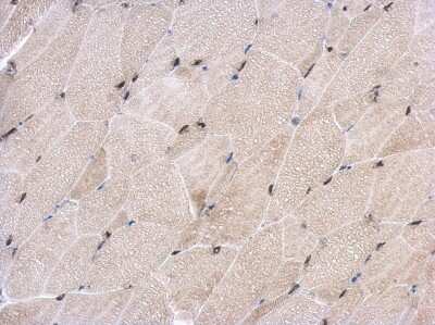 Immunohistochemistry-Paraffin: EHF Antibody [NBP2-14942] - Paraffin-embedded Muscle, using antibody at 1:500 dilution.