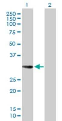 Western Blot: EHF Antibody [H00026298-B01P] - Analysis of EHF expression in transfected 293T cell line by EHF polyclonal antibody.  Lane 1: EHF transfected lysate(33 KDa). Lane 2: Non-transfected lysate.