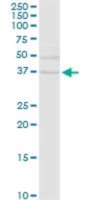 Western Blot: EHF Antibody [H00026298-D01P] - Analysis of EHF expression in human liver.