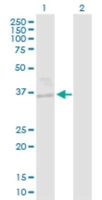 Western Blot: EHF Antibody [H00026298-D01P] - Analysis of EHF expression in transfected 293T cell line by EHF polyclonal antibody.Lane 1: EHF transfected lysate(34.90 KDa).Lane 2: Non-transfected lysate.