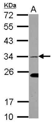 Western Blot: EHF Antibody [NBP2-14942] - Sample (30 ug of whole cell lysate) A: 293T 12% SDS PAGE, antibody diluted at 1:500.