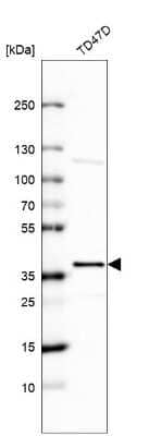 Western Blot: EHF Antibody [NBP2-56705] - Analysis in human cell line TD47D.