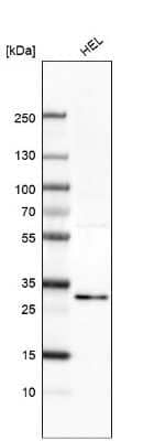 Western Blot EI24 Antibody