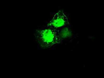 Immunocytochemistry/ Immunofluorescence EI2BL Antibody (OTI9H7)