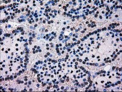 Immunohistochemistry-Paraffin EI2BL Antibody (OTI9H7)