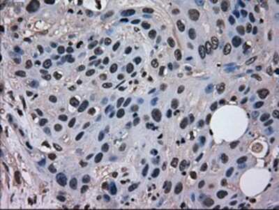 Immunohistochemistry-Paraffin EI2BL Antibody (OTI9H7)