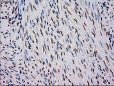 Immunohistochemistry-Paraffin EI2BL Antibody (OTI9H7)