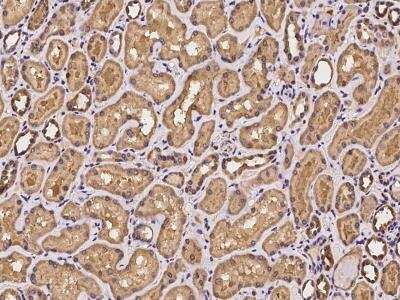 Immunohistochemistry-Paraffin: EI2BL Antibody [NBP3-06310] - Immunochemical staining of human EI2BL antibody in human kidney with rabbit polyclonal antibody at 1:100 dilution, formalin-fixed paraffin embedded sections.