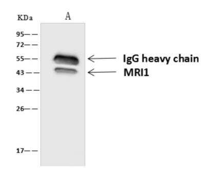 Immunoprecipitation: EI2BL Antibody [NBP3-06310] - EI2BL antibody was immunoprecipitated using:Lane A:0.5 mg U-251MG Whole Cell Lysate4 uL anti-MRI1 rabbit polyclonal antibody and 60 ug of Immunomagnetic beads Protein AG. Primary antibody:Anti-MRI1 rabbit polyclonal antibody, at 1:100 dilution Secondary antibody:Goat Anti-Rabbit IgG (H+L) HRP at 110000 dilutionDeveloped using the ECL technique.Performed under reducing conditions.Predicted band size: 43 kDaObserved band size :43 kDa