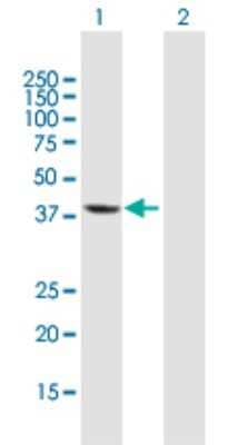 Western Blot: EI2BL Antibody [H00084245-B01P] - Analysis of MGC3207 expression in transfected 293T cell line by MGC3207 polyclonal antibody.  Lane 1: MGC3207 transfected lysate(40.59 KDa). Lane 2: Non-transfected lysate.