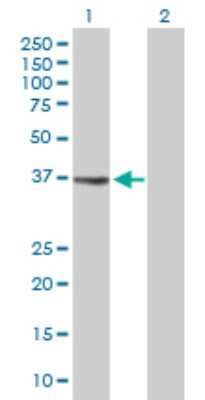 Western Blot: EI2BL Antibody [H00084245-D01P] - Analysis of MGC3207 expression in transfected 293T cell line by MGC3207 polyclonal antibody.Lane 1: MGC3207 transfected lysate(39.10 KDa).Lane 2: Non-transfected lysate.