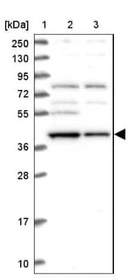 Western Blot EI2BL Antibody - BSA Free