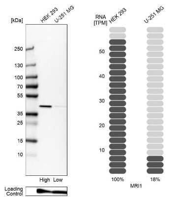 Western Blot EI2BL Antibody - BSA Free