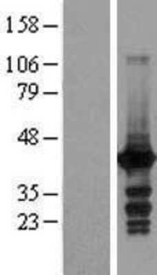 Western Blot EI2BL Overexpression Lysate