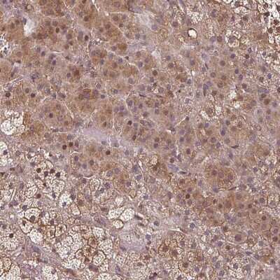 Immunohistochemistry-Paraffin: EID1 Antibody [NBP2-47474] - Staining of human adrenal gland shows moderate cytoplasmic positivity in glandular cells.