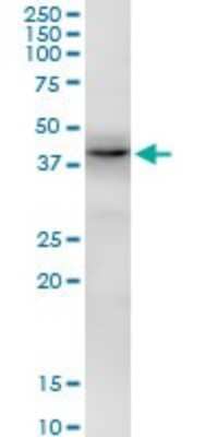 Western Blot: EIF2B2 Antibody [H00008892-B01P] - Analysis of EIF2B2 expression in HepG2.