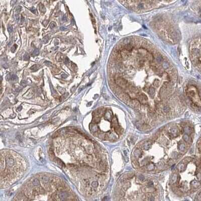 Immunohistochemistry-Paraffin: EIF3A Antibody [NBP1-84875] - Staining of human kidney.