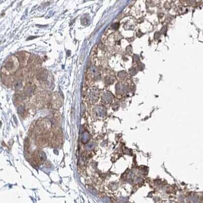 Immunohistochemistry-Paraffin: EIF3A Antibody [NBP1-84875] - Staining of human testis.