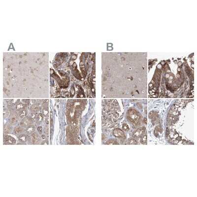 Immunohistochemistry-Paraffin: EIF3A Antibody [NBP1-84876] - Staining of human cerebral cortex, colon, kidney and testis using Anti-EIF3A antibody NBP1-84876 (A) shows similar protein distribution across tissues to independent antibody NBP1-84875 (B).