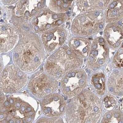 Immunohistochemistry-Paraffin: EIF3A Antibody [NBP1-84876] - Staining of human kidney.