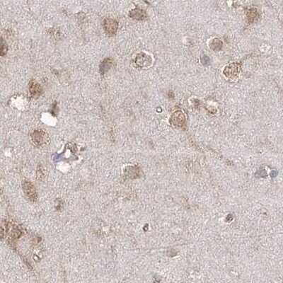 Immunohistochemistry-Paraffin: EIF3A Antibody [NBP1-84876] - Staining of human cerebral cortex.