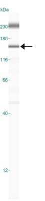 Simple Western: EIF3A Antibody [NBP2-24570] - Simple Western lane view shows a specific band for EIF3A in 0.5 mg/ml of NIH-3T3 lysate.  This experiment was performed under reducing conditions using the 12-230 kDa separation system.