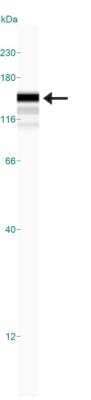 Simple Western: EIF3B Antibody [NBP2-24571] - Simple Western lane view shows a specific band for EIF3B in 0.5 mg/ml of A431 lysate.  This experiment was performed under reducing conditions using the 12-230 kDa separation system.  