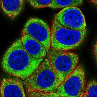 Immunocytochemistry/Immunofluorescence: EIF3C Antibody [NBP2-46741] - Staining of human cell line MCF7 shows localization to cytosol. Antibody staining isi shown in green.