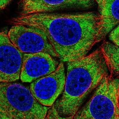 Immunocytochemistry/Immunofluorescence: EIF3C Antibody [NBP2-46772] - Immunofluorescent staining of human cell line MCF7 shows localization to cytosol.