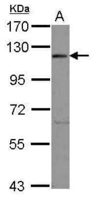 Western Blot: EIF3C Antibody [NBP2-14945] - Sample (30 ug of whole cell lysate) A: 293T 7. 5% SDS PAGE; antibody diluted at 1:1000.