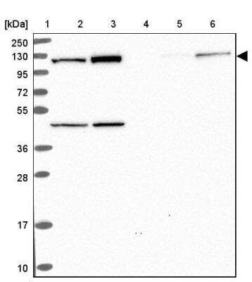 Western Blot: EIF3C Antibody [NBP2-46772] - Lane 1: Marker [kDa] 250, 130, 95, 72, 55, 36, 28, 17, 10, Lane 2: Human cell line RT-4, Lane 3: Human cell line U-251 MG, Lane 4: Human plasma, Lane 5: Human Analysis of human liver tissue., Lane 6: Human Tonsil tissue.