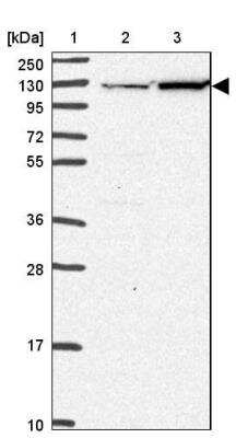 Western Blot: EIF3C Antibody [NBP2-46784] - Lane 1: Marker [kDa] 250, 130, 95, 72, 55, 36, 28, 17, 10, Lane 2: Human cell line RT-4, Lane 3: Human cell line U-251 MG