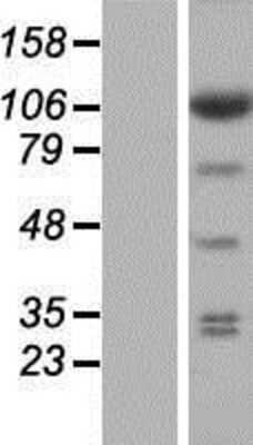 Western Blot: EIF3C Overexpression Lysate (Adult Normal) [NBP2-08557] Left-Empty vector transfected control cell lysate (HEK293 cell lysate); Right -Over-expression Lysate for EIF3C.