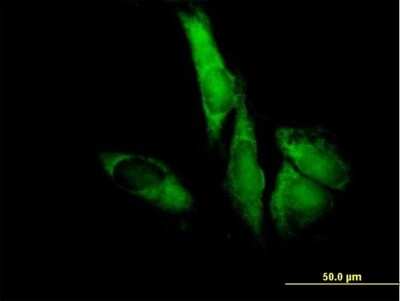Immunocytochemistry/Immunofluorescence: EIF3F Antibody [H00008665-B02P] - Analysis of purified antibody to EIF3S5 on HeLa cell. (antibody concentration 10 ug/ml)