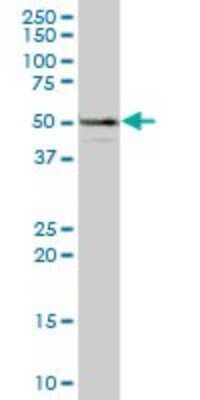Western Blot: EIF3F Antibody [H00008665-B01P] - Analysis of EIF3S5 expression in human spleen.