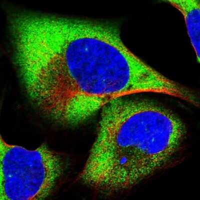 <b>Genetic Strategies Validation. </b>Immunocytochemistry/Immunofluorescence: EIF3G Antibody [NBP1-84872] - Immunofluorescent staining of human cell line U-2 OS shows localization to cytosol.