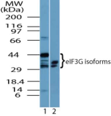 Western Blot: EIF3G Antibody [NBP2-24685] - analysis of eIF3G isoforms in 1) Hela cell lysate and 2) RAW cell lysate using this antibody. 0 ug/ml.