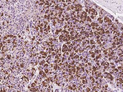 Immunohistochemistry-Paraffin: EIF3J Antibody [NBP2-97521] - Immunochemical staining of human EIF3J in human pancreas with rabbit polyclonal antibody at 1:200 dilution, formalin-fixed paraffin embedded sections.