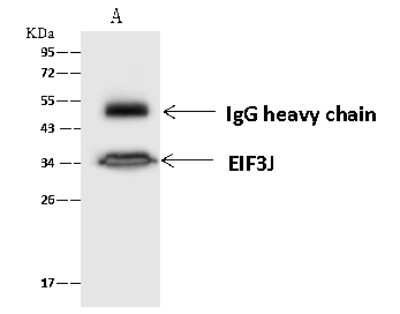 Immunoprecipitation: EIF3J Antibody [NBP2-97521] - EIF3J was immunoprecipitated using: Lane A: 0.5 mg HeLa Whole Cell Lysate. 4 ul anti-EIF3J rabbit polyclonal antibody and 60 ug of Immunomagnetic beads. Protein A/G. Primary antibody: Anti-EIF3J rabbit polyclonal antibody, at 1:100 dilution. Secondary antibody: Goat Anti-Rabbit IgG (H+L)/HRP at 1/10000 dilution. Developed using the ECL technique. Performed under reducing conditions. Predicted band size: 29 kDa. Observed band size: 35 kDa