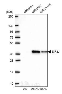 Western Blot: EIF3J Antibody [NBP2-13953] - Analysis in U2OS cells transfected with control siRNA, target specific siRNA probe #1 and #2. Remaining relative intensity is presented.