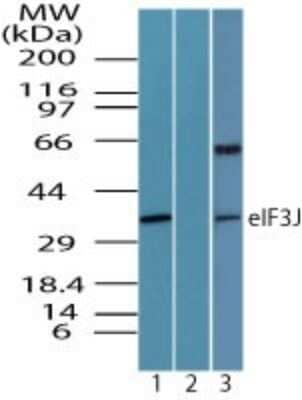 Western Blot EIF3J Antibody