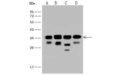 Western Blot: EIF3J Antibody [NBP2-97521] - Anti-EIF3J rabbit polyclonal antibody at 1:500 dilution. Lane A: HeLa Whole Cell Lysate. Lane B: K562 Whole Cell Lysate. Lane C: Jurkat Whole Cell Lysate. Lane D: U-251MG Whole Cell Lysate. Lysates/proteins at 30 ug per lane. Secondary Goat Anti-Rabbit IgG (H+L)/HRP at 1/10000 dilution. Developed using the ECL technique. Performed under reducing conditions. Predicted band size: 29 kDa. Observed band size: 34 kDa (We are unsure as to the identity of these extra bands).