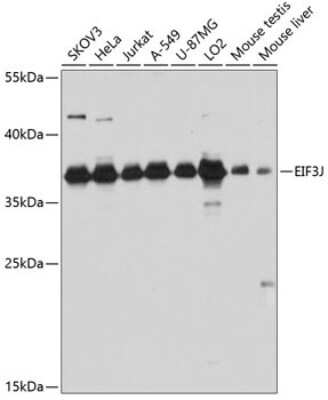 Western Blot: EIF3J Antibody [NBP3-04592] - Analysis of extracts of various cell lines, using EIF3J antibody at 1:3000 dilution. Secondary antibody: HRP Goat Anti-Rabbit IgG (H+L) at 1:10000 dilution. Lysates/proteins: 25ug per lane. Blocking buffer: 3% nonfat dry milk in TBST. Detection: ECL Basic Kit