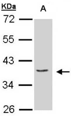 Western Blot: EIF3M Antibody [NBP1-31045] - Sample(30 ug of whole cell lysate)  A:H129910% SDS PAGE, antibody diluted at 1:1500.