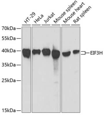 Western Blot: EIF3S3 Antibody [NBP3-03811] - Analysis of extracts of various cell lines, using EIF3S3 antibody at 1:1000 dilution. Secondary antibody: HRP Goat Anti-Rabbit IgG (H+L) at 1:10000 dilution. Lysates/proteins: 25ug per lane. Blocking buffer: 3% nonfat dry milk in TBST. Detection: ECL Basic Kit.